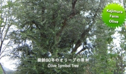 オリーブシンボルツリー