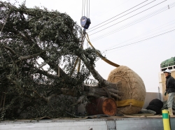 カジムラファーム