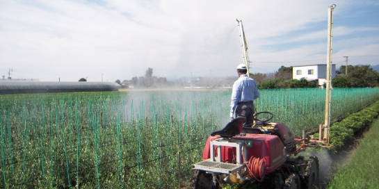 オリーブうきは